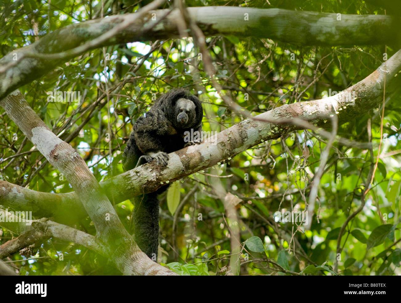 Equatorial Saki Monkey Pithecia equatorialis Stock Photo