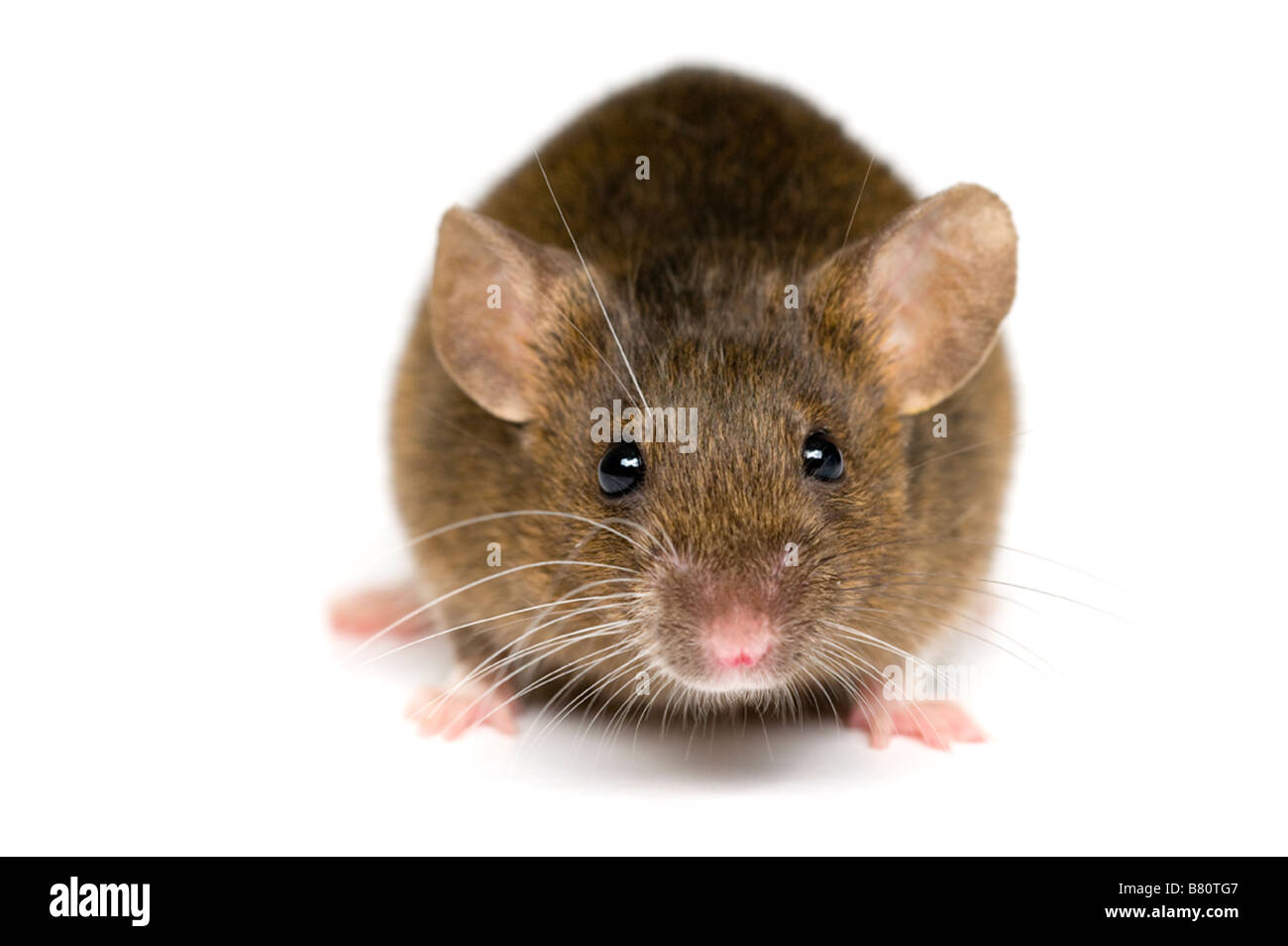 House Mouse Stock Photo