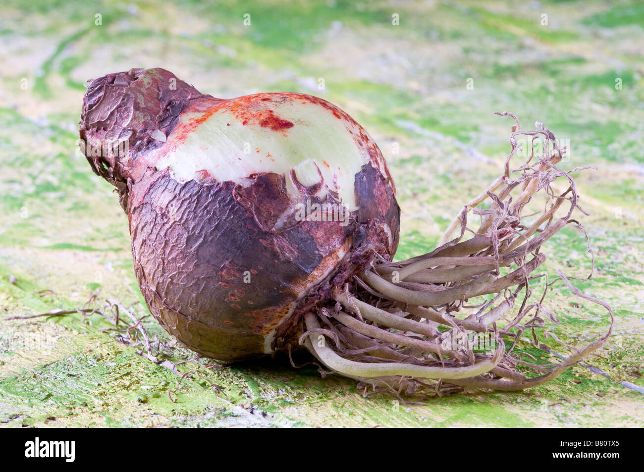Bulb of Amaryllis Hippeastrum Stock Photo