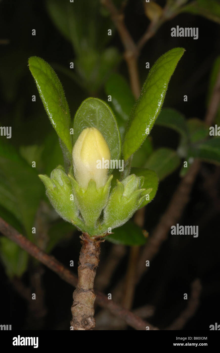 Flower bud of Catunaregam spinosa. Flowers of this large shrub yields nectar made into Gella Honey. Stock Photo