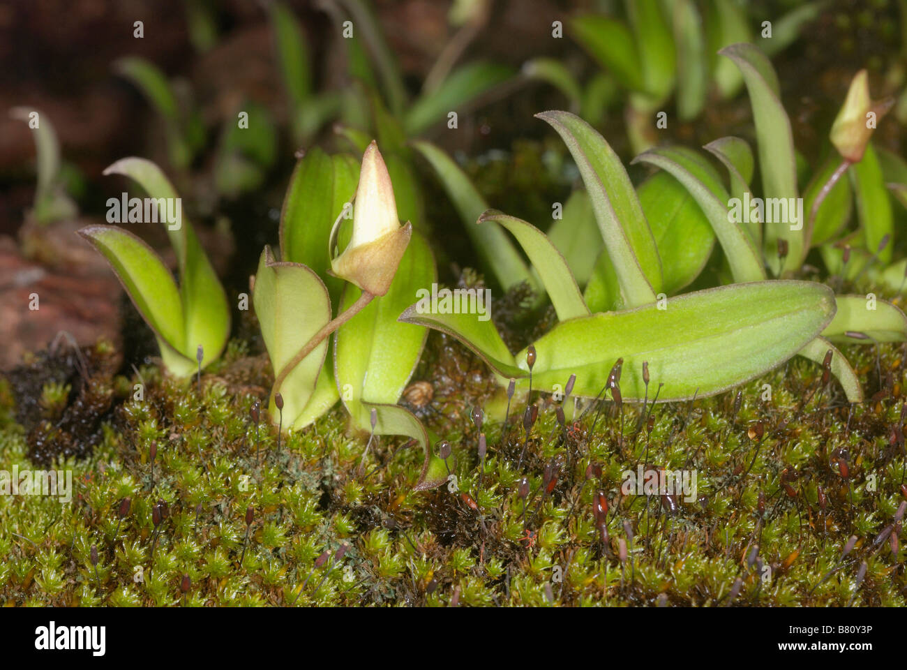 Flower bud of an epiphytic / lithophytic orchid Eria reticosa. Also called button orchid Stock Photo