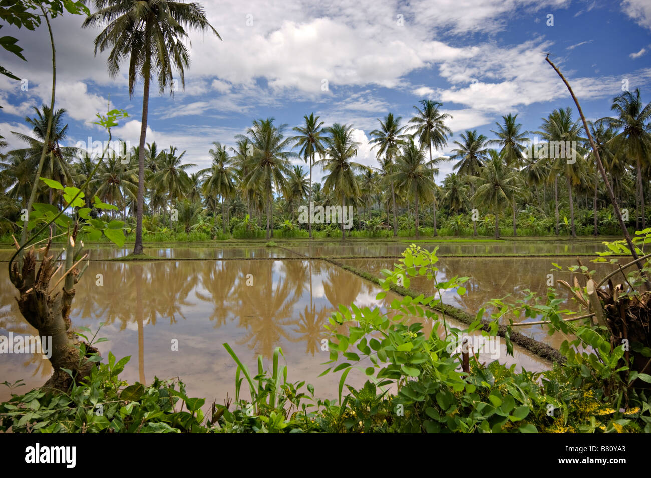 Flooded rice fields waiting for planting Bali Indonesia Stock Photo - Alamy
