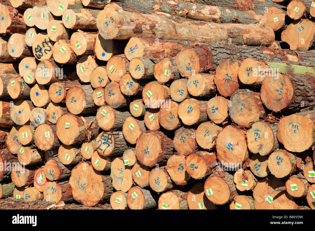 Stockpile of Monterey Pine logs, Pinus Radiata, for export at timber yard,Prime Port,Timaru,Canterbury,South Island,New Zealand Stock Photo