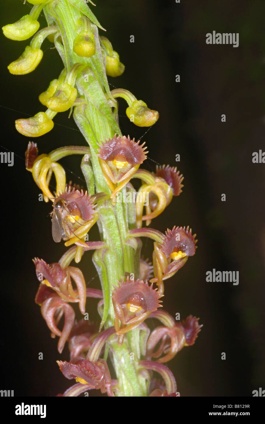 Flowers of a ground orchid. Malaxis rheedii grows on shady laterite boulders and flowers during the rainy season. Stock Photo