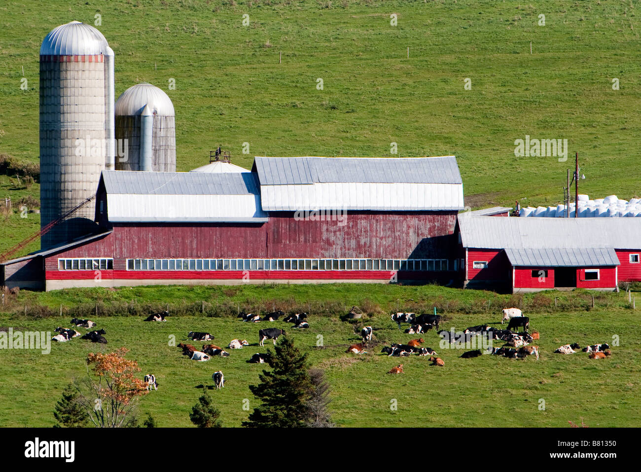 A dairy farm in rural Vermont October 7 2008 Stock Photo Alamy