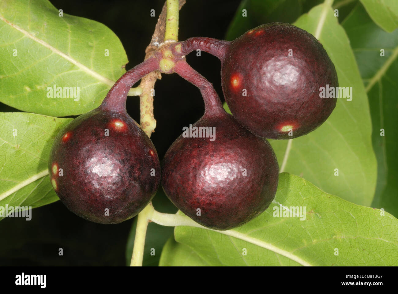 Ripe fruit of Miliusa tomentosa. The ripe fruit are eaten by local people as well as wild animals in these forests. Stock Photo
