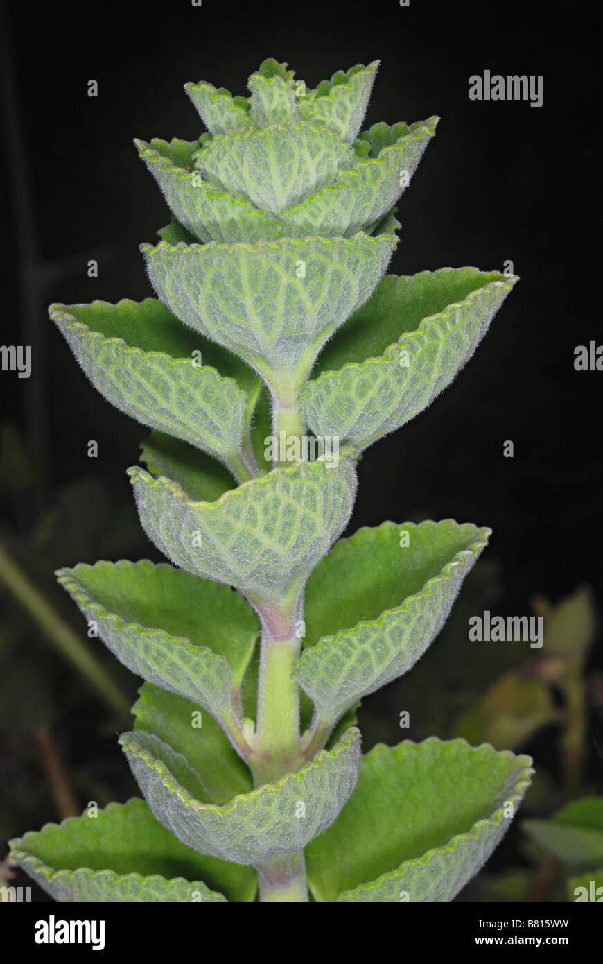 Plectranthus amboinicus. Tender fleshy perennial plant in the family Lamiaceae with an oregano-like flavor and odor Stock Photo