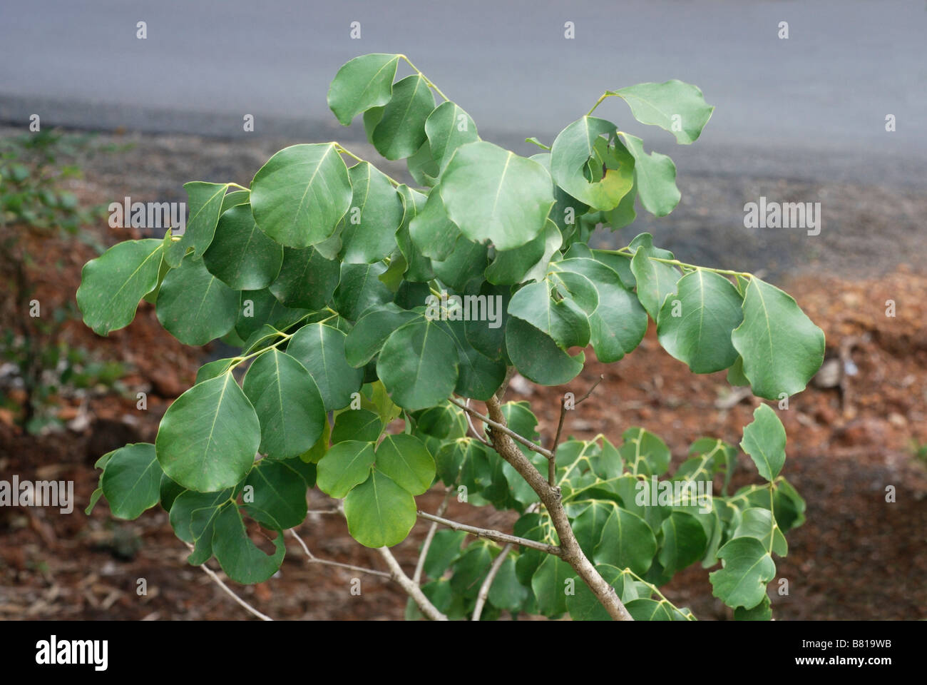 The leaves of Dalbergia latifolia. East Indian Rosewood  or Amerimnon latifolium Stock Photo