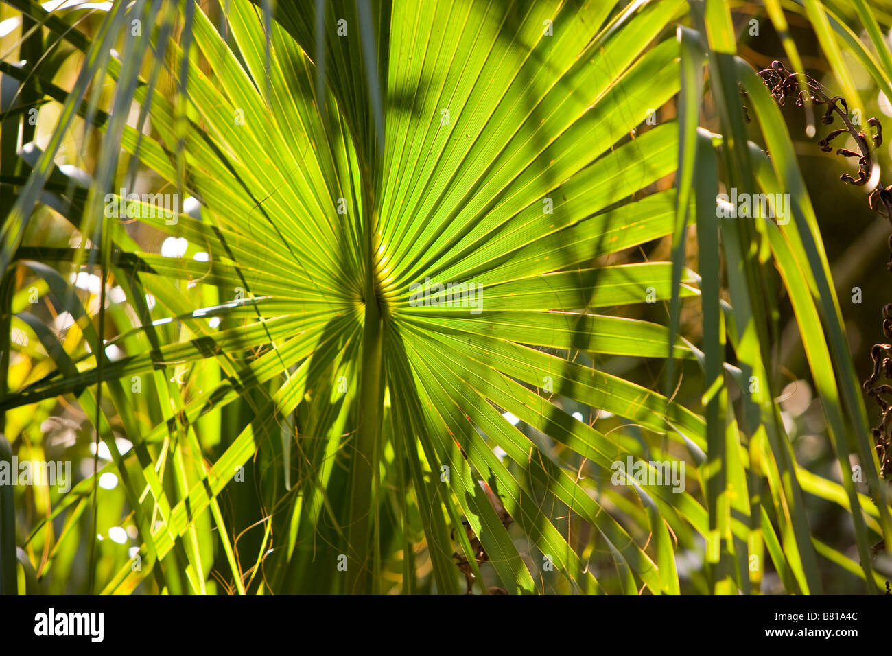 EVERGLADES FLORIDA USA Mahogany Hammock Trail in the Everglades National Park Stock Photo