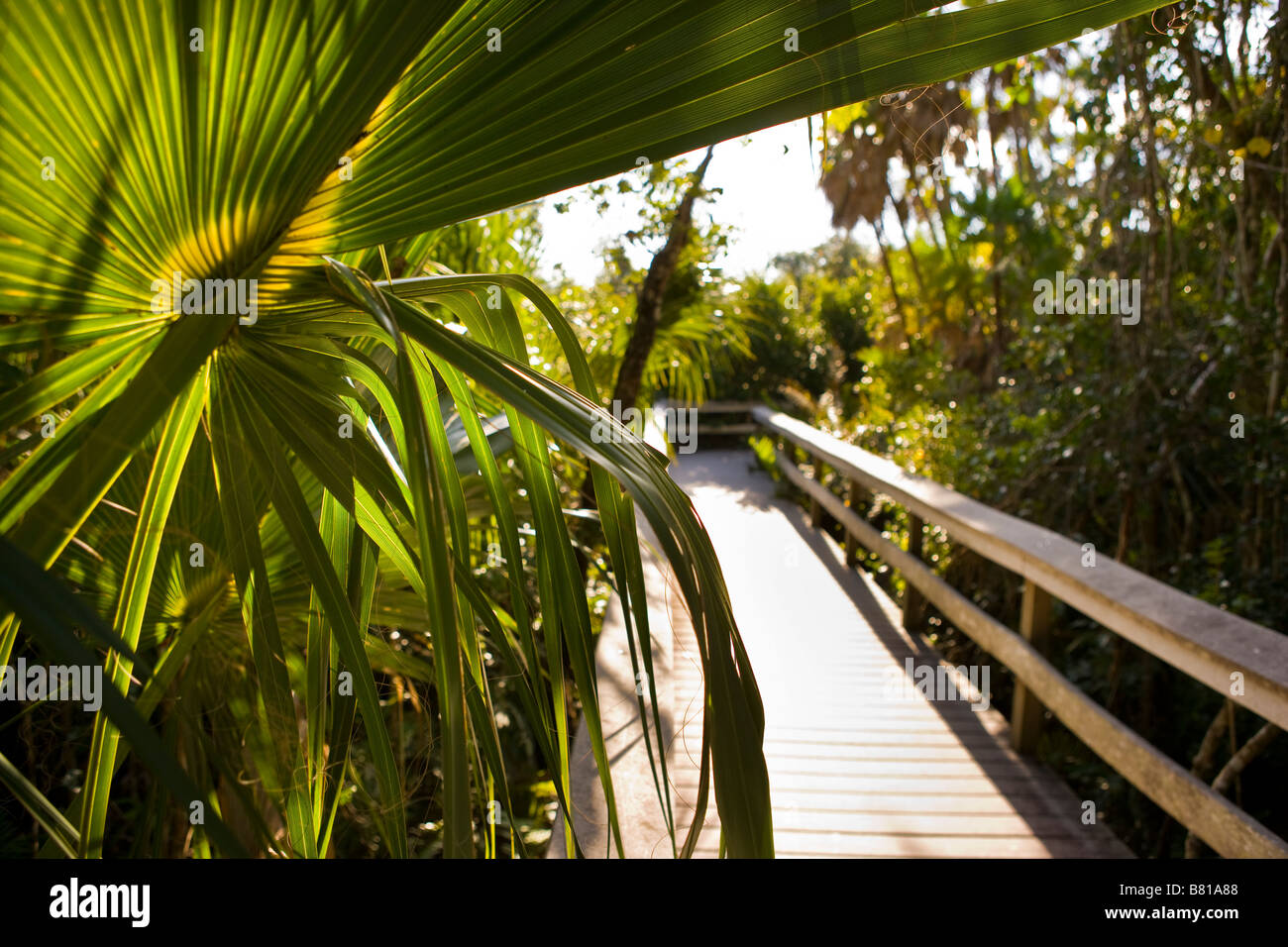 EVERGLADES FLORIDA USA Boardwalk on Mahogany Hammock Trail in the Everglades National Park Stock Photo