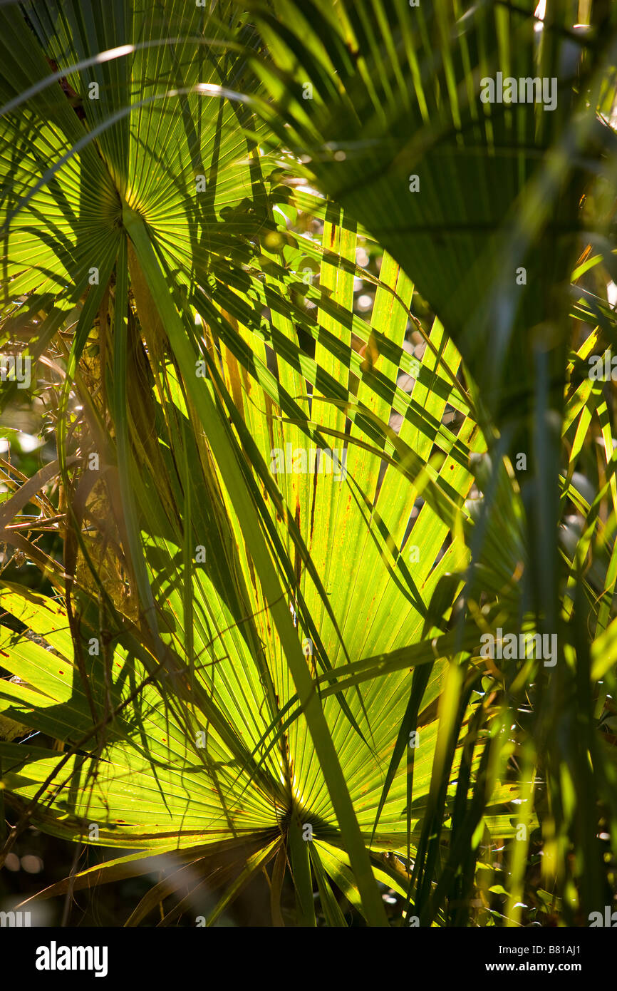 EVERGLADES FLORIDA USA Mahogany Hammock Trail in the Everglades National Park Stock Photo