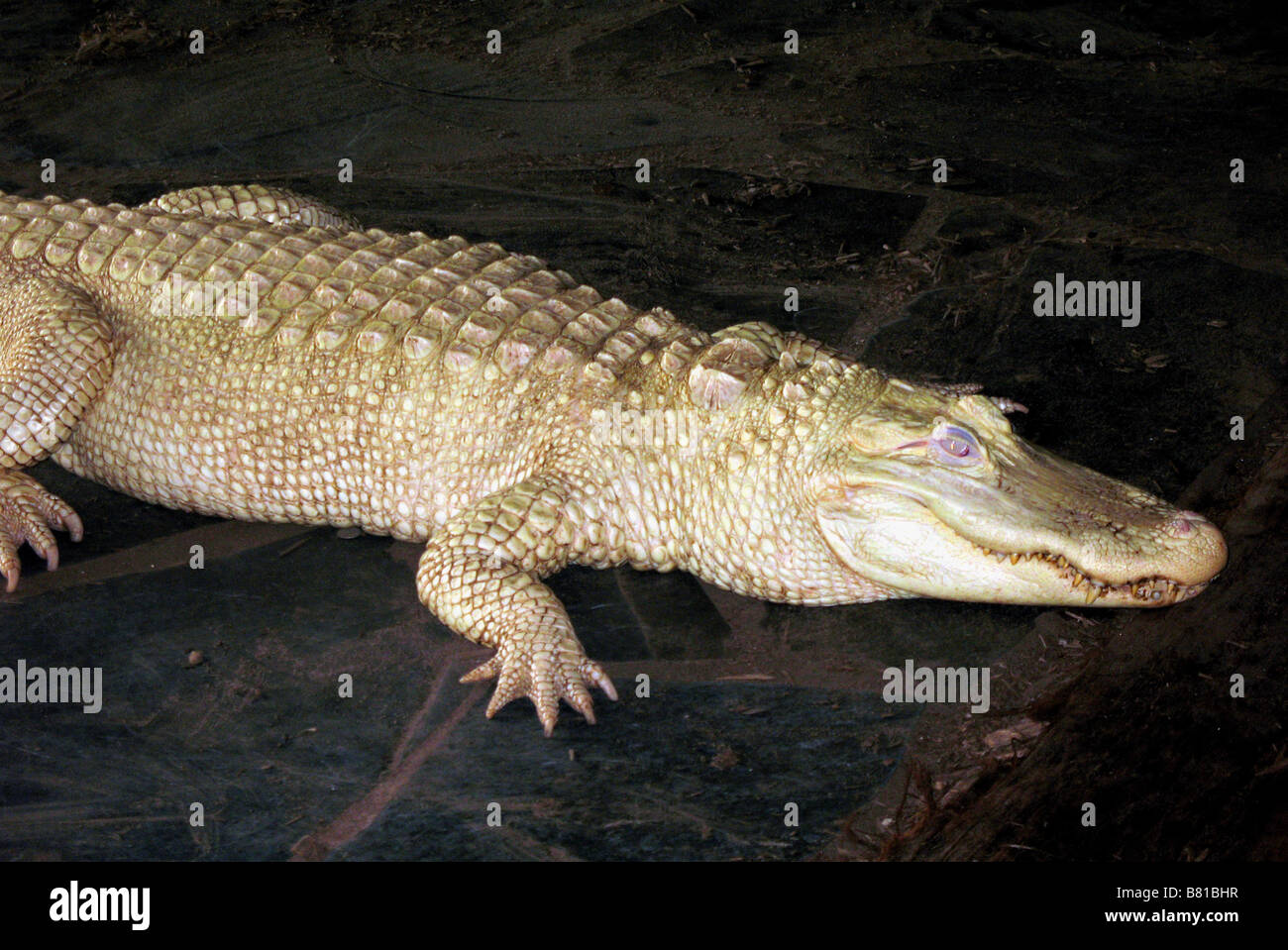 ALBINO ALLIGATOR NORTH MYRTLE BEACH SOUTH CAROLINA USA 10/03/2007 Stock