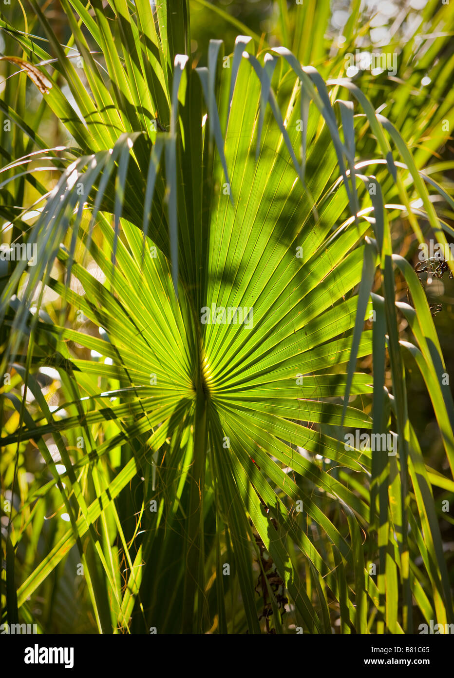 EVERGLADES FLORIDA USA Mahogany Hammock Trail in the Everglades National Park Stock Photo