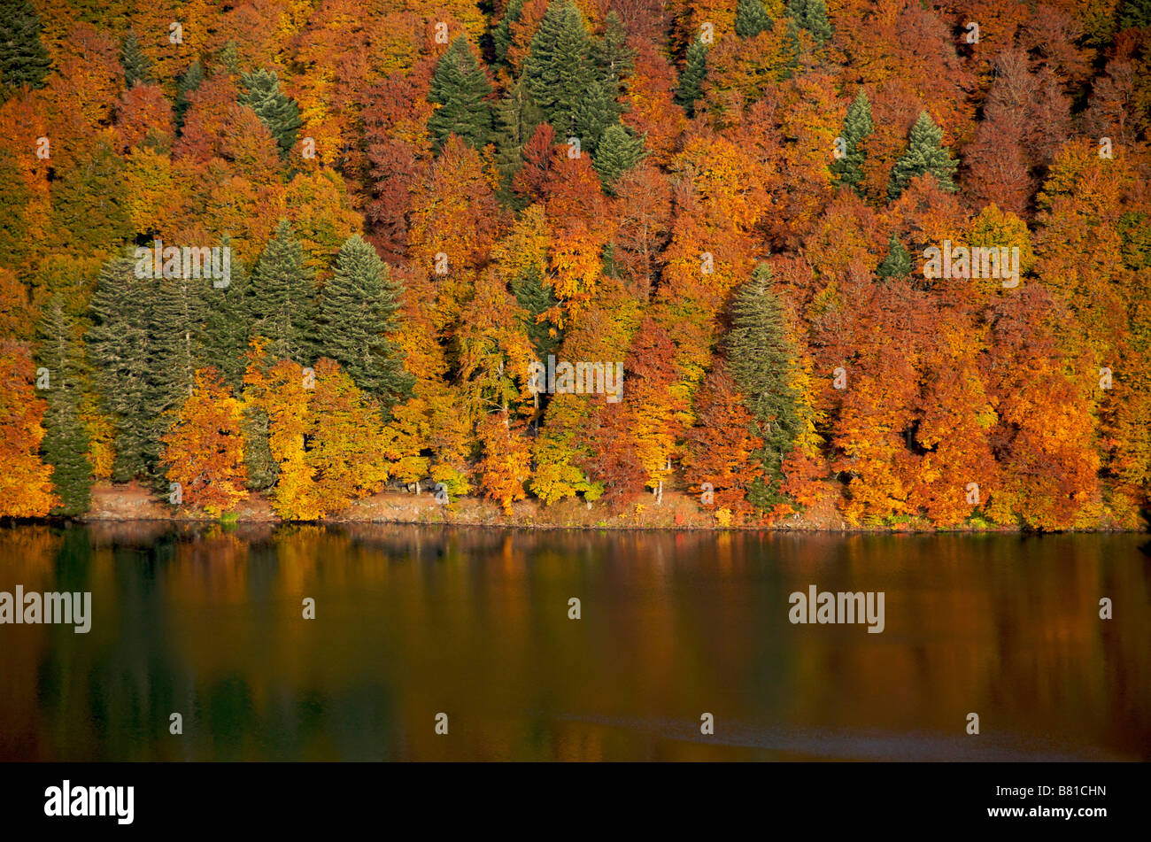 Autumnal forest in edge of the lake Stock Photo