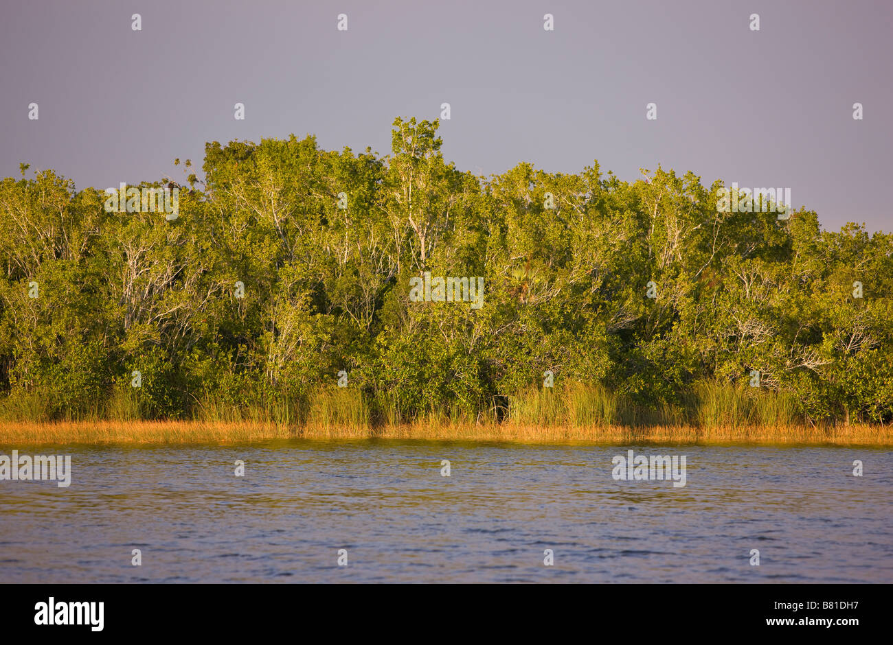 EVERGLADES FLORIDA USA Nine Mile Pond in Everglades National Park Stock Photo Alamy