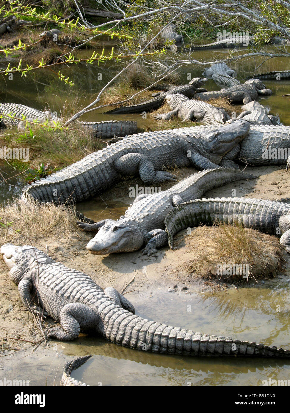 NORTH AMERICAN ALLIGATORS NORTH MYRTLE BEACH SOUTH CAROLINA USA 10/03