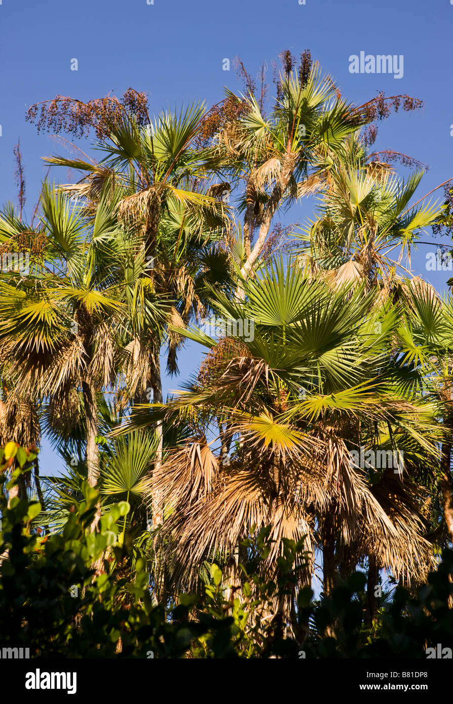 EVERGLADES FLORIDA USA Mahogany Hammock Trail in the Everglades National Park Stock Photo