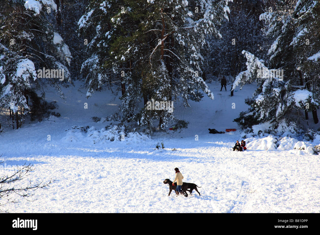 Dogs on a walk in winter in Esher Common Surrey England Stock Photo Alamy