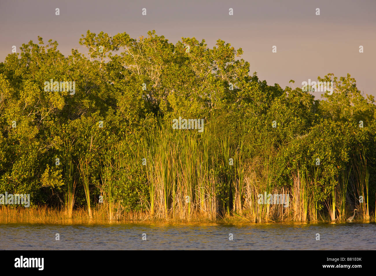 EVERGLADES FLORIDA USA Grasses and trees on Nine Mile Pond in