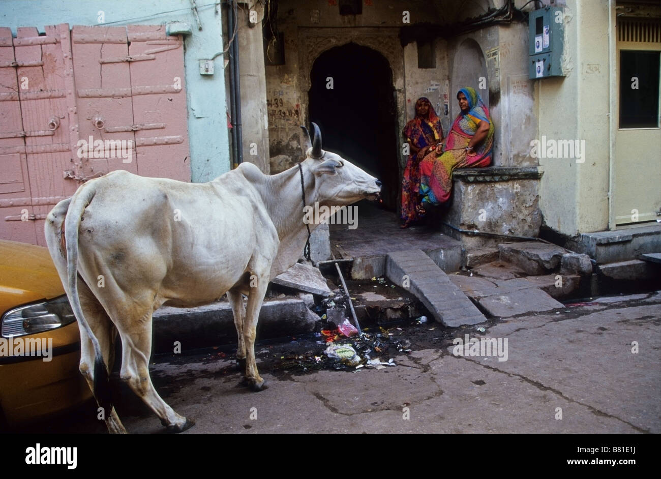 A cow in street in Jaipur India Stock Photo Alamy