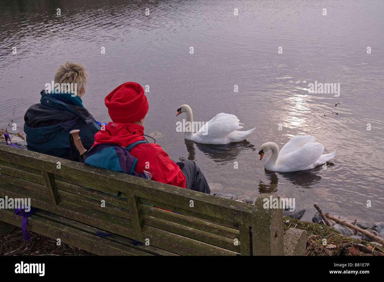Two retired women walkers resting on a bench and watching two swans on the northern edge of lake Coniston. Stock Photo