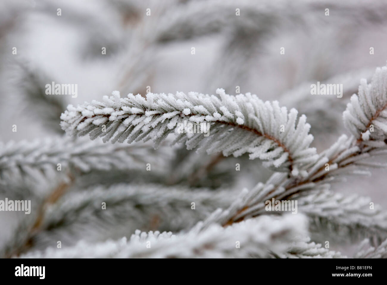 frost crystals on pine needles norway spruce Stock Photo Alamy