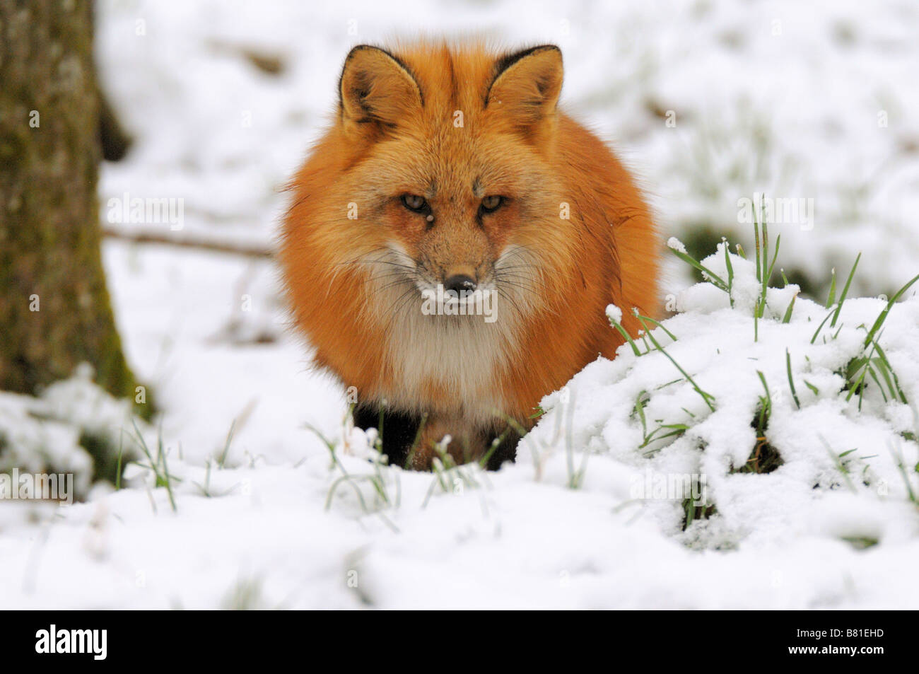 red fox in snow Stock Photo