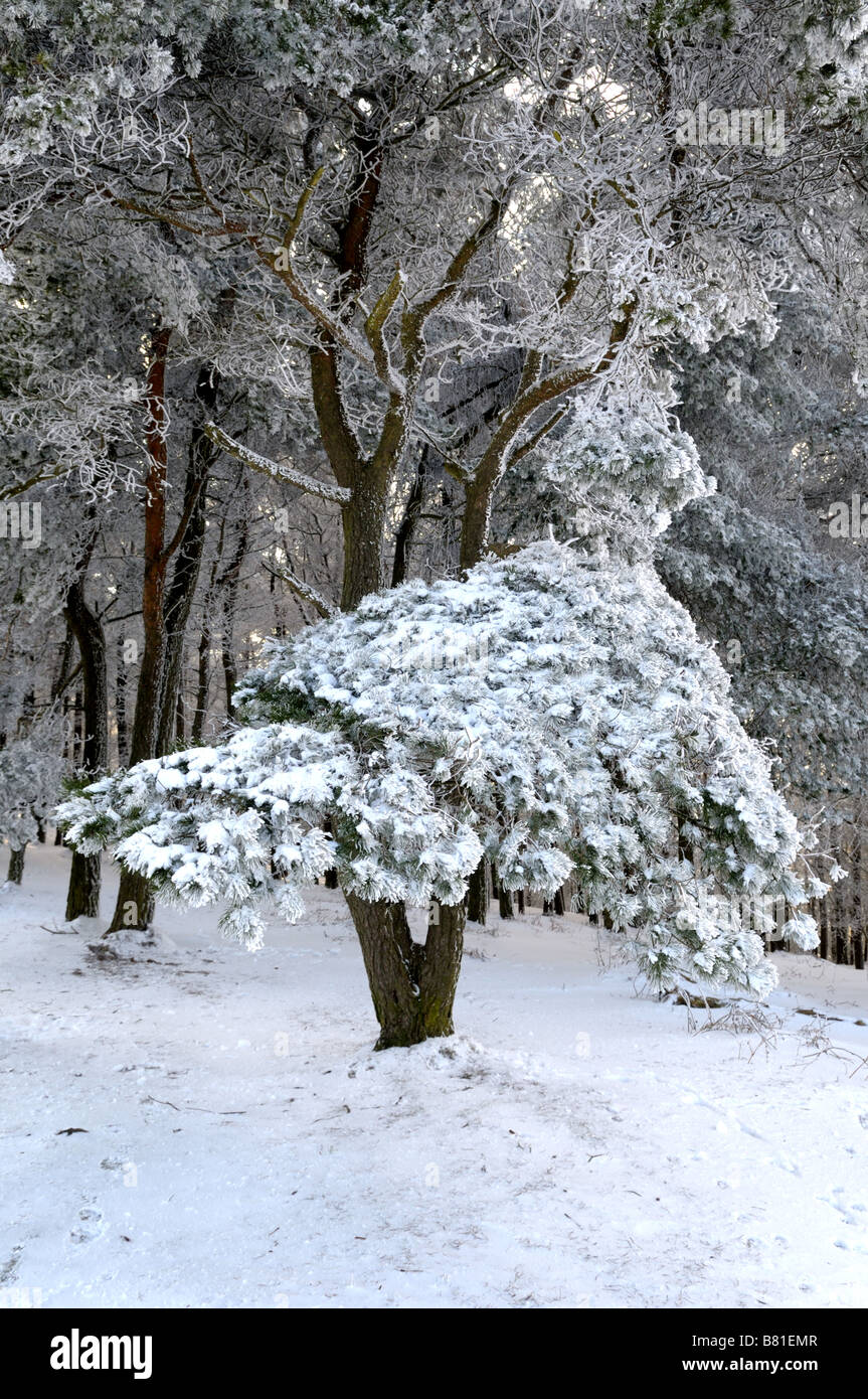 Frozen trees and snow on the Wrekin, Shropshire Stock Photo