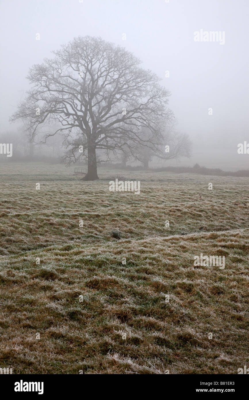 field in frost winter cotswolds Stock Photo