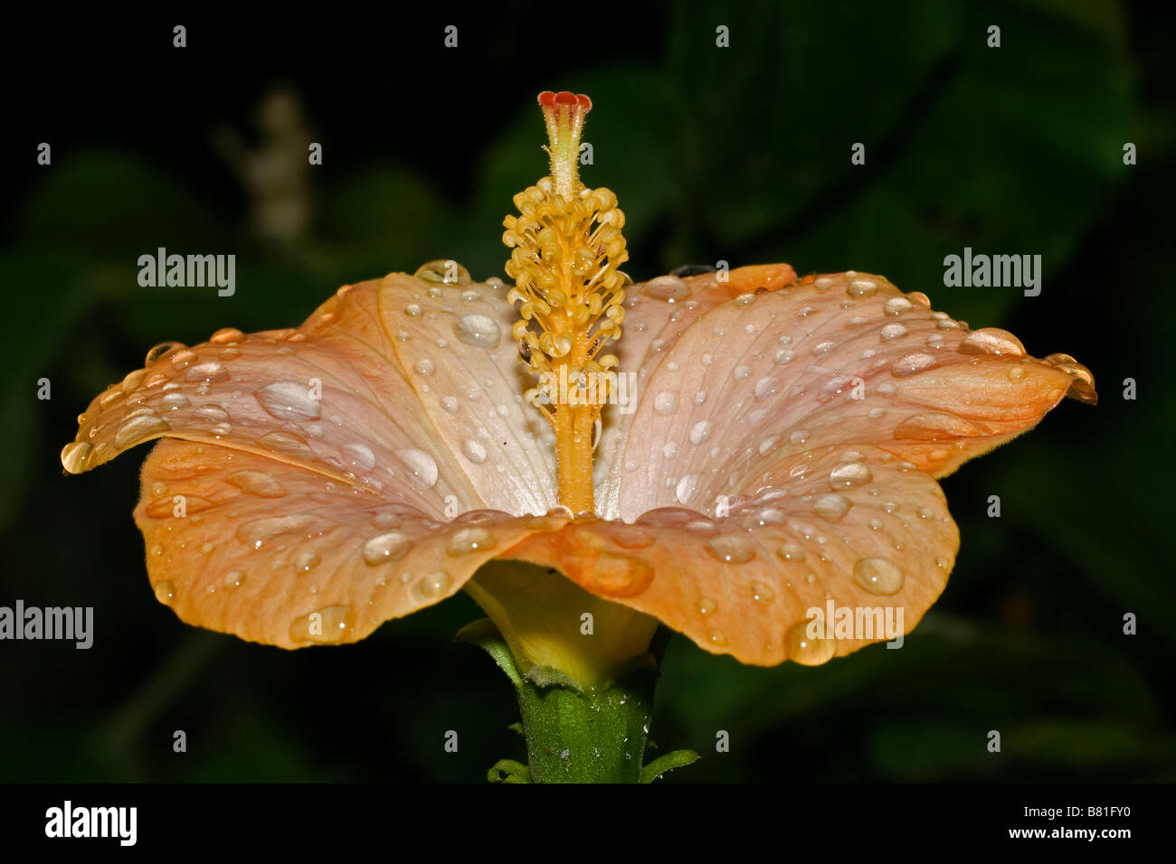 Peach hibiscus flower hi-res stock photography and images - Alamy