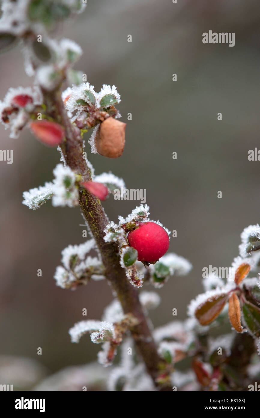 cotoneaster in frost winter Stock Photo