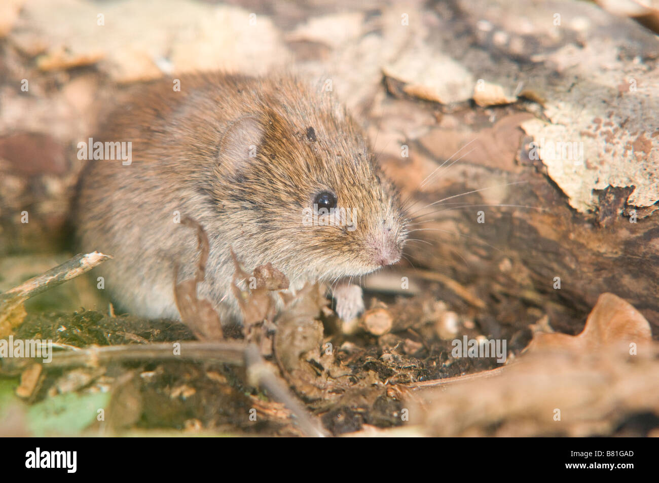 Short Tailed Vole Stock Photo Alamy