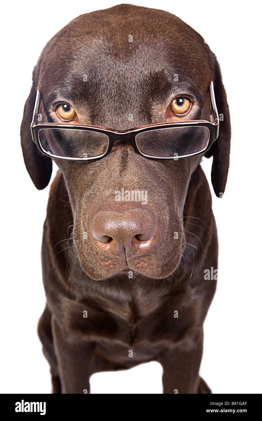 Are Labradors Intelligent