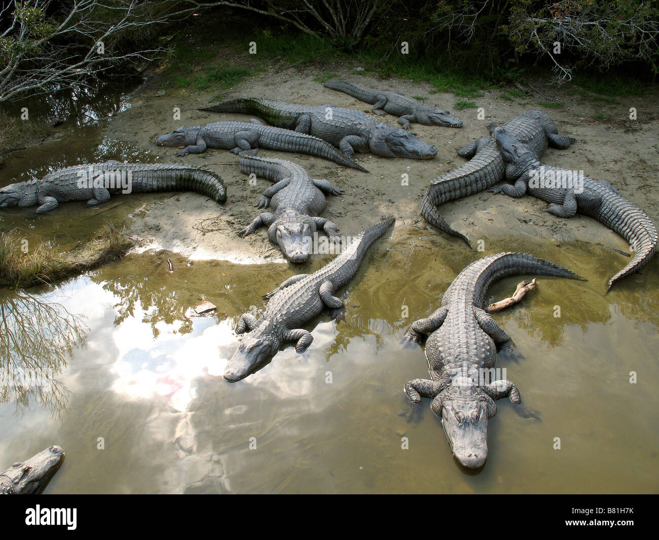 NORTH AMERICAN ALLIGATORS NORTH MYRTLE BEACH SOUTH CAROLINA USA 10/03