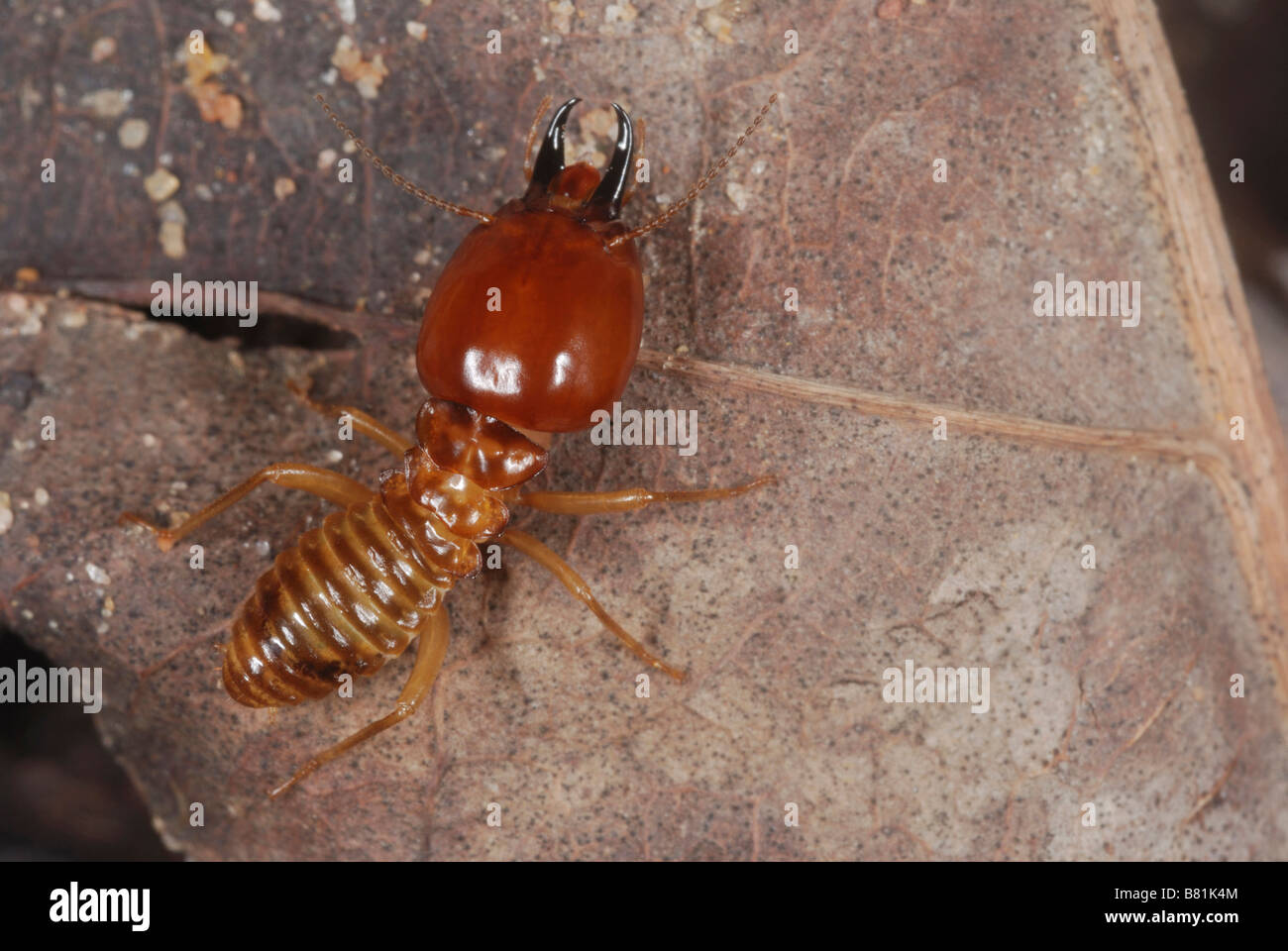 A soldier termite. They have much larger heads and mandibles to help them to bite and face any threat. Stock Photo