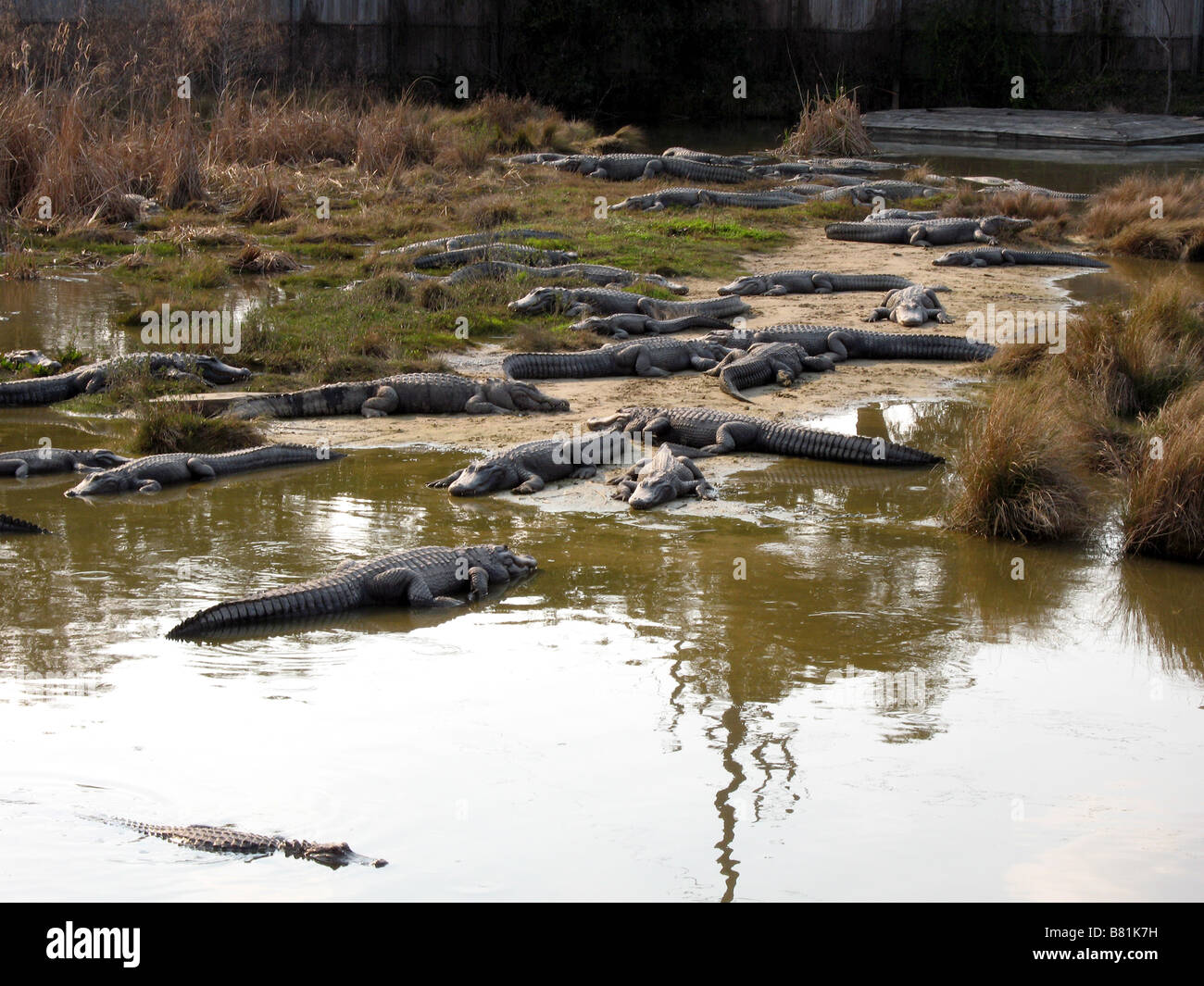 NORTH AMERICAN ALLIGATORS NORTH MYRTLE BEACH SOUTH CAROLINA USA 10/03