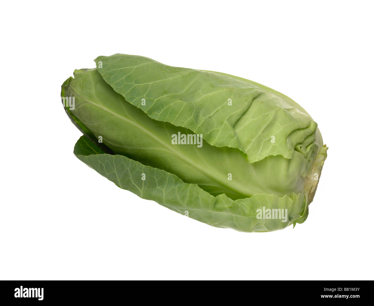 pointed spring cabbage Stock Photo