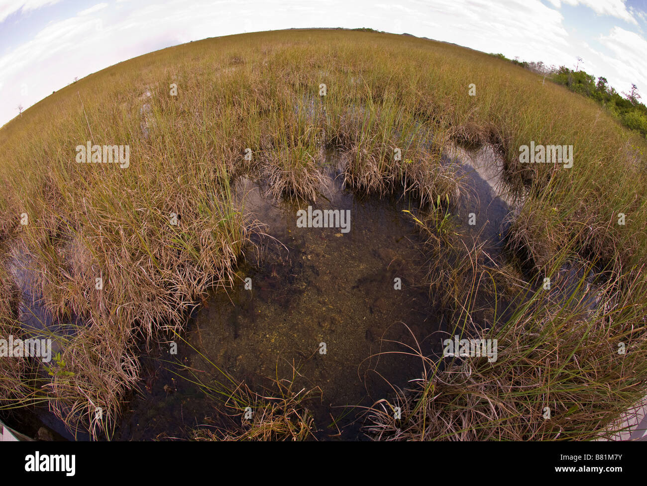 EVERGLADES, FLORIDA USA - Sawgrass and water on Pa-hay-okee Trail, in Everglades National Park Stock Photo