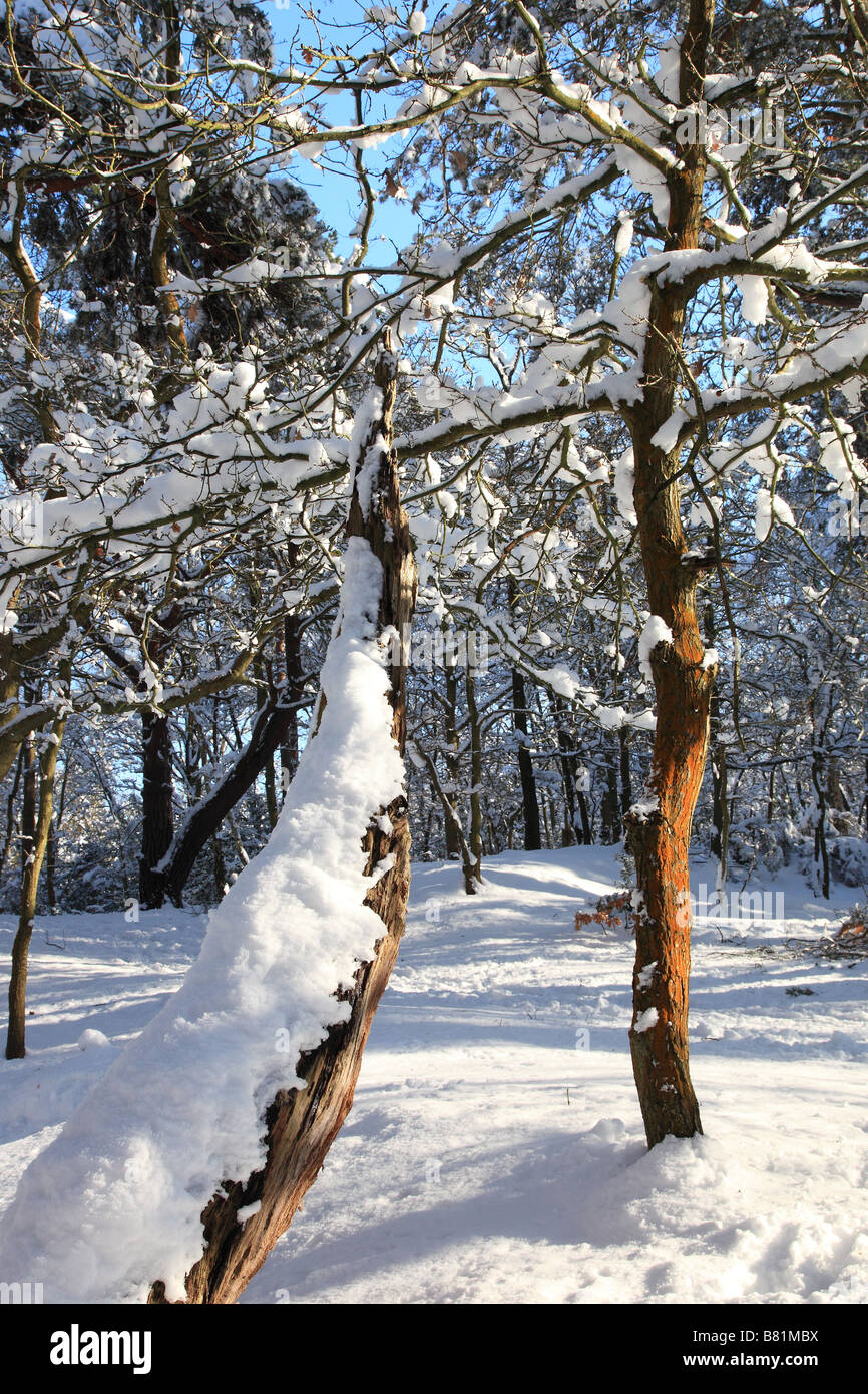 Trees covered in snow in Esher Surrey England Stock Photo