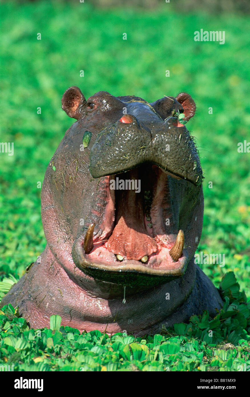 Hippopotamus (H. amphibius) Yawning, Masai Mara Reserve, Kenya, East Africa Stock Photo