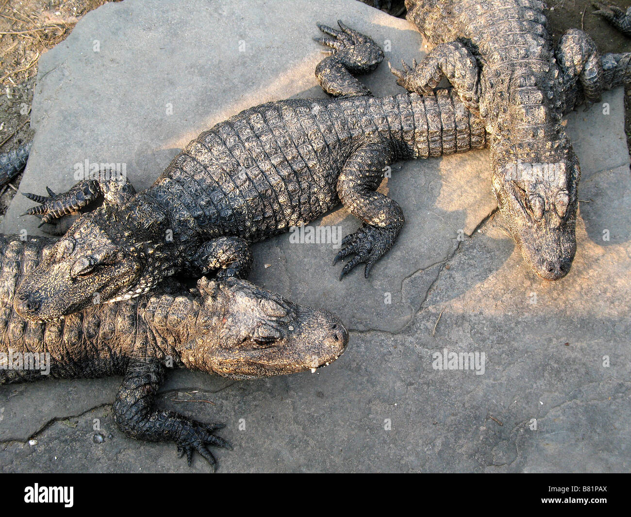 Young crocodiles hires stock photography and images Alamy