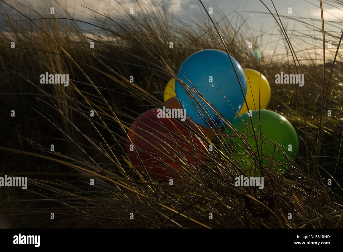 colorful balloons in tall grass, warm afternoon sunlight Stock Photo