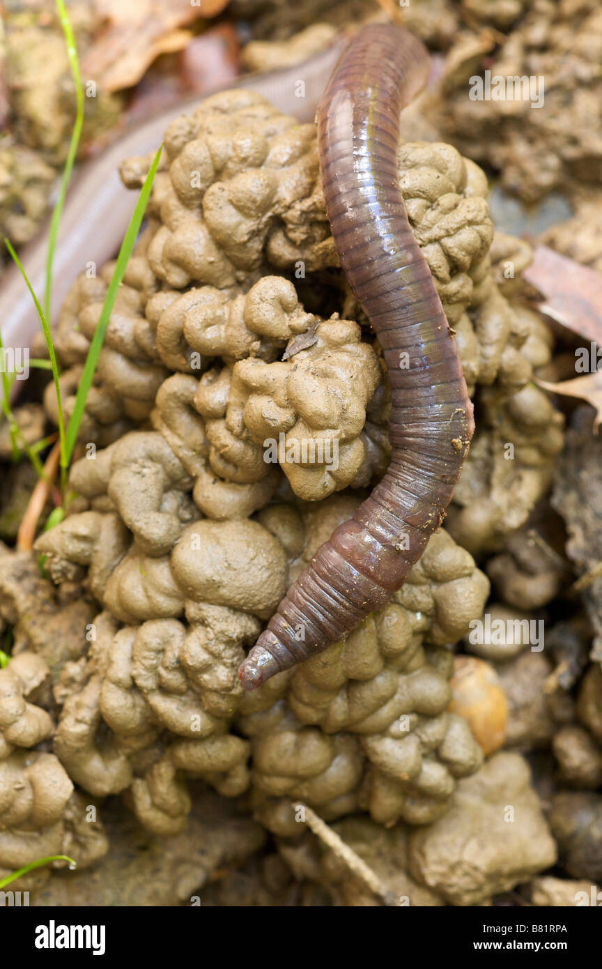 Big earthworm Lumbricus sp Pays Basque France Stock Photo