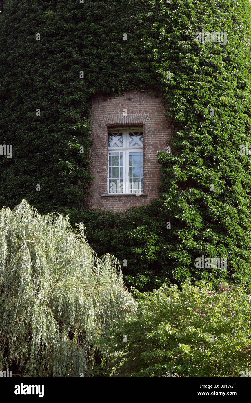 Moyland, Schloßpark, Fenster im Nordturm mit Efeu Stock Photo