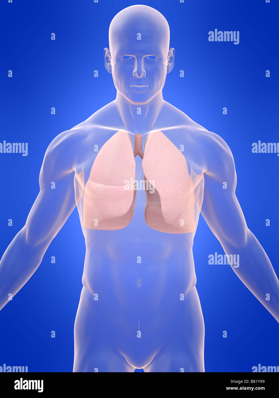 human lung Stock Photo
