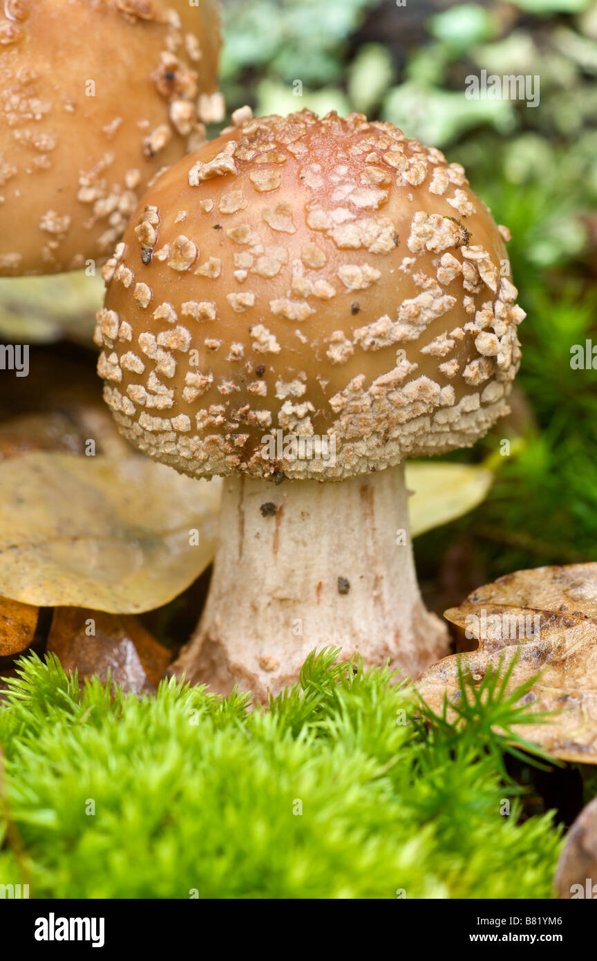 Panther cap or the blusher Amanita pantherina or rubescens Pays Basque France Stock Photo