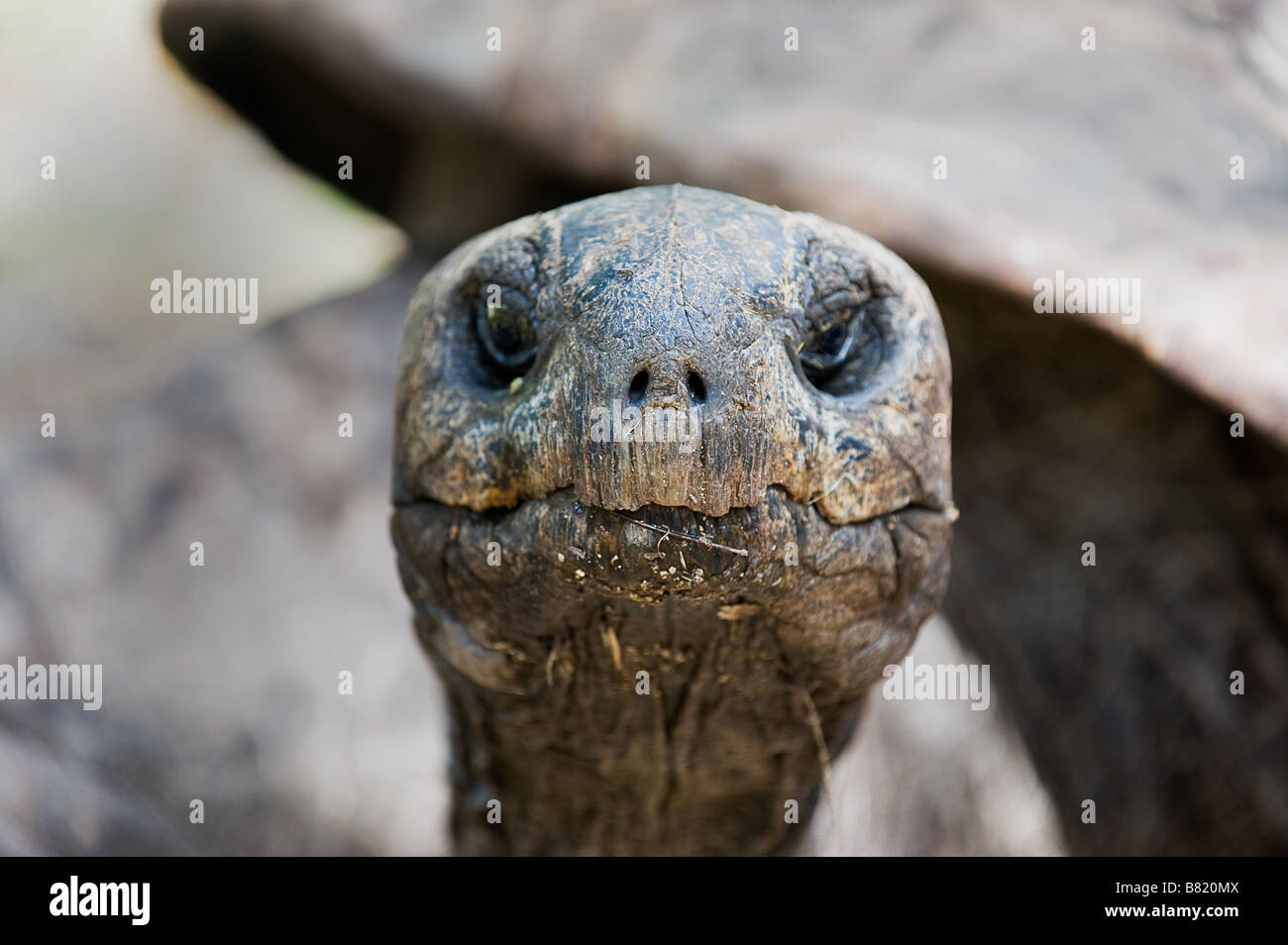 Aldabra Tortoise, Geochelone gigantia, roams freely on the island of Ile Aux Aigrettes, Mauritius Stock Photo