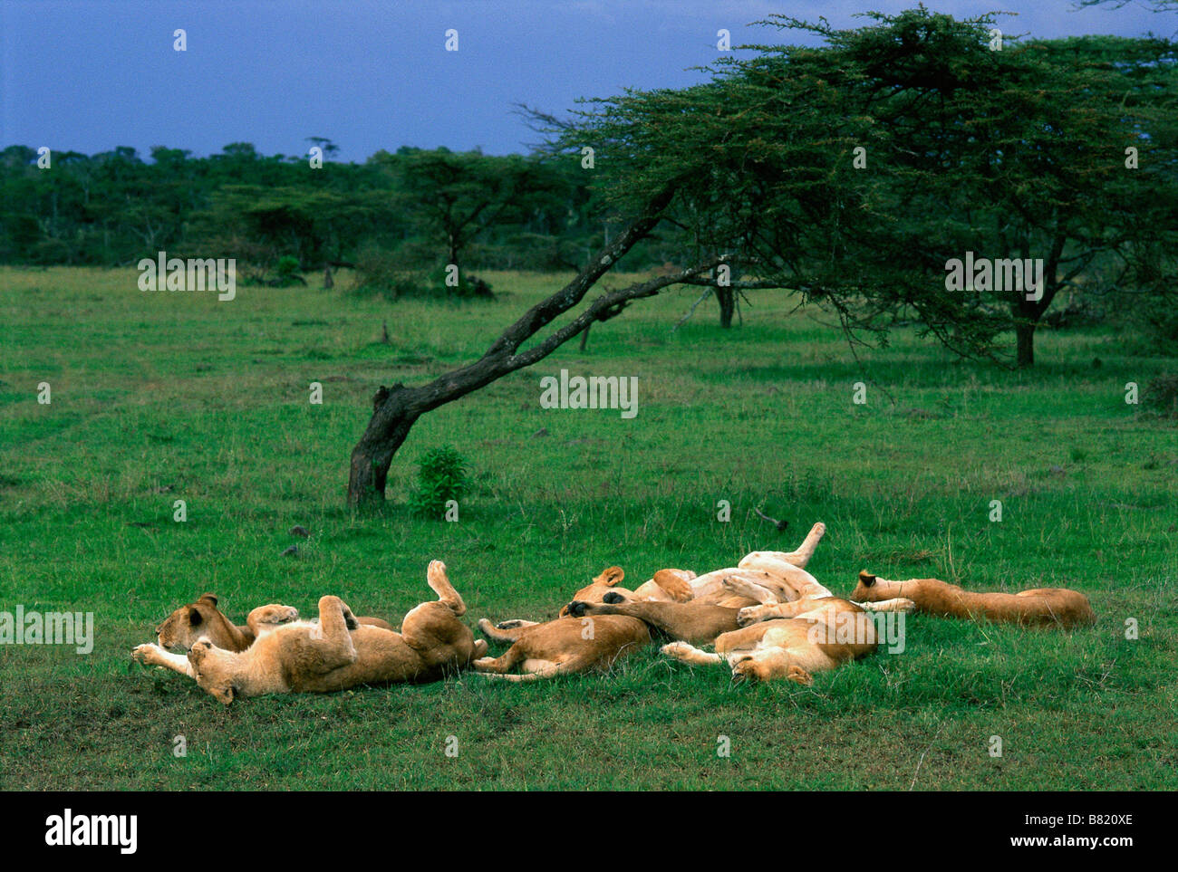 Resting lions panthera leo hi-res stock photography and images - Alamy