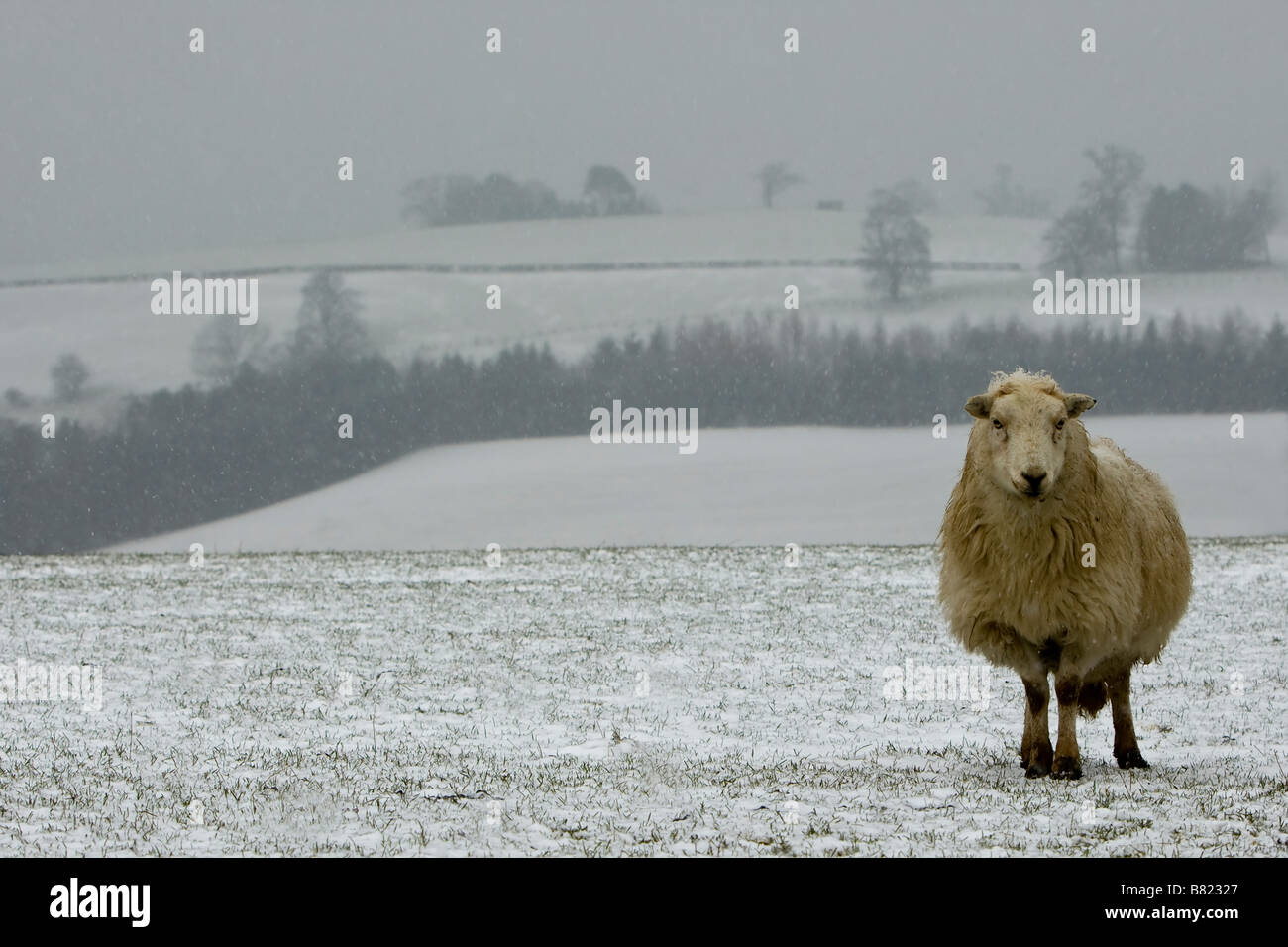 Sheep in snow on the Welsh borders Stock Photo