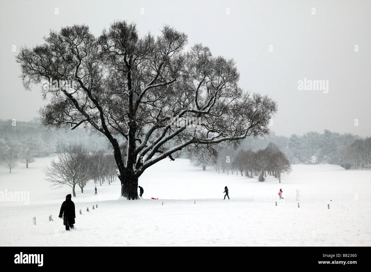 Turkey Oak in Beckenham Place Park during the London Snow Event in early February Stock Photo